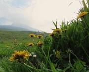 10 Fiori di tarassaco con vista in Cima Arera